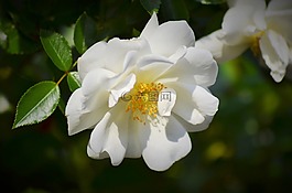 粉色,白玫瑰,鮮花
