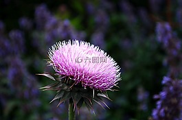 花,植物,粉红色
