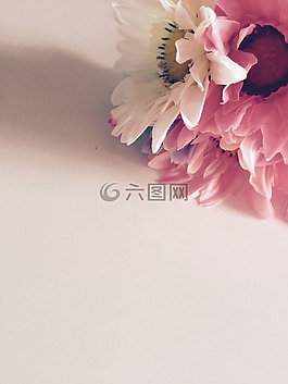 该字段的花朵,日报,浪漫