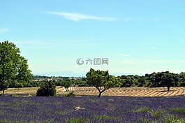 熏衣草,普羅旺斯,法國