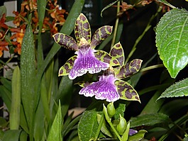 蘭花,花卉,橘園