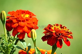 花,植物,花瓣