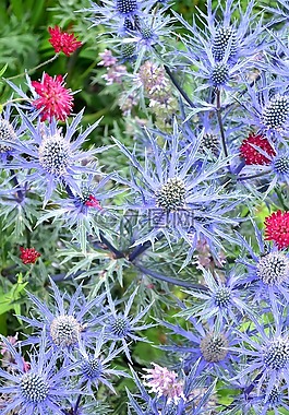 花,紫色,紫色花