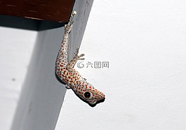 壁虎,亞洲,爬行動物