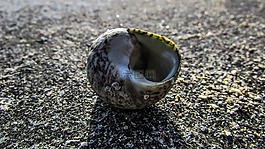 外殼,海灘,自然