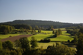 森林,草地,秋季