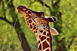 長頸鹿,野生動物,污漬