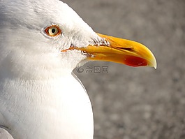 海鷗,澤福格爾,青魚鷗