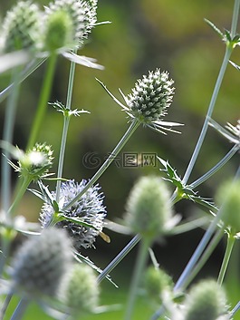 水飛薊,花,植物