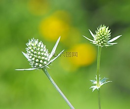 水飛薊,花,植物