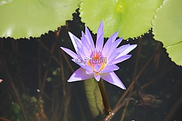 睡蓮,紫,開花