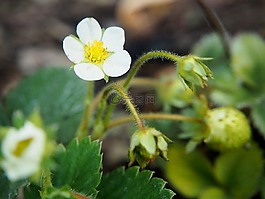 草莓花,開花,花園