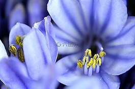 agapanthus,花,盛開(kāi)