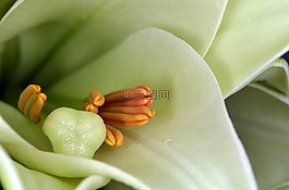 百合,雄蕊,郵票
