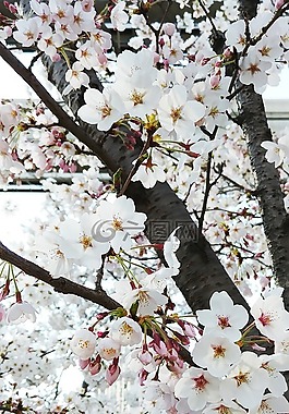 beoc 花,鲜花,木材