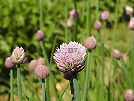 助产士,莉莉和,全州植物园