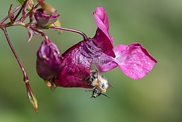 香脂,蜜蜂,花蜜
