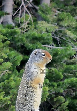 prairy狗,嚙齒動物,地松鼠