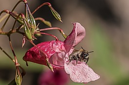 香脂,蜜蜂,花蜜