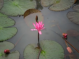 蓮花,花,粉紅色