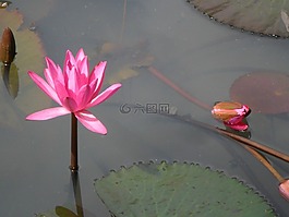 蓮花,花,粉紅色