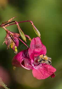 香脂,蜜蜂,花蜜