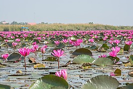 景觀,蓮花,自然