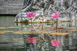 蓮花,反思,自然