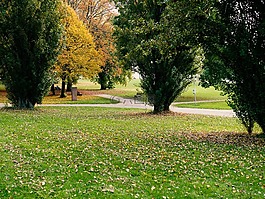 公園,恢復(fù),步行