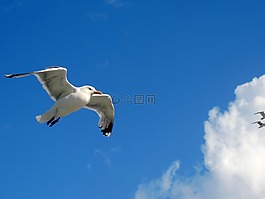 海鷗,天空,飛