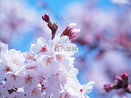 櫻桃,鮮花,春天的花朵
