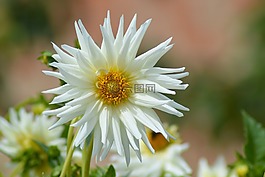 嬌琴紗,花花園,白