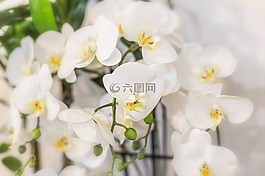 杜桑,鲜花,漂亮的花