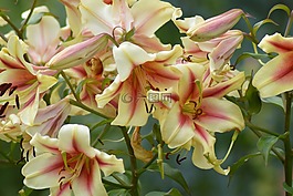 百合花,花园,开花