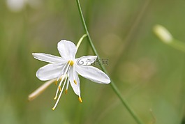 芳香草百合,野花,白
