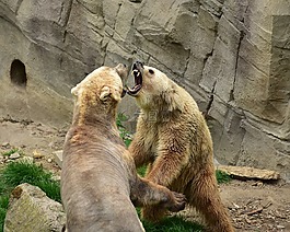 熊,捕食者,哺乳動物