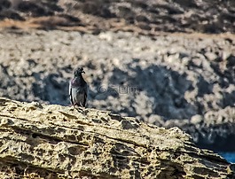 鴿子,野生,鳥