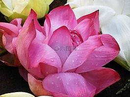 蓮花,粉紅色,開花