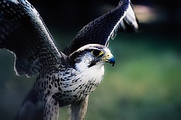 鷹,獵鷹,鳥