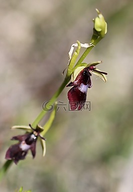 飛蘭花,蘭花,野花