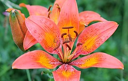 feuerlilie,widlblume,开花