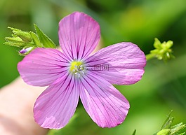 粘滯 lein,野花,粉紅色