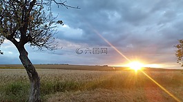 日落,原野,金色领域