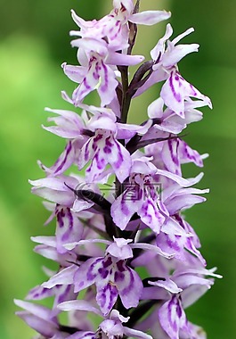 蘭花,野花,開花
