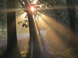 日落,林,多彩的日落