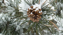 甜甜圈,林,雪