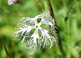 粉紅色,野花,開(kāi)花