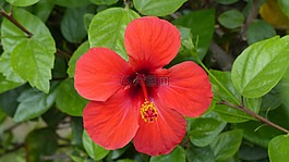 紅芙蓉,鮮花,字符