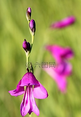 沼泽唐菖蒲,开花,野花