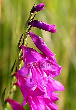 沼泽唐菖蒲,开花,野花